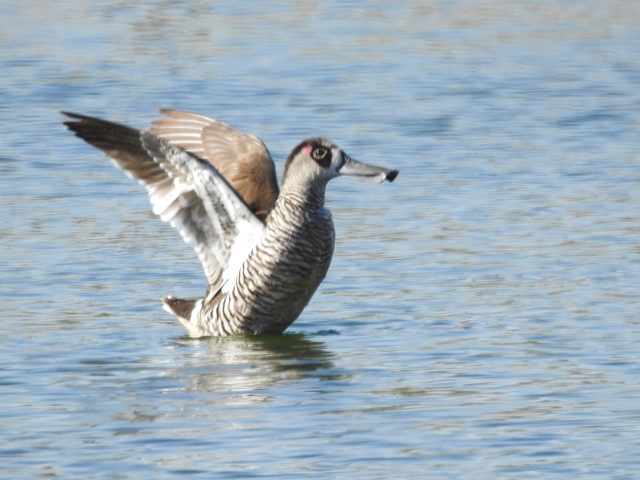 Pink-eared Duck at Pine Creek Sewerage Ponds